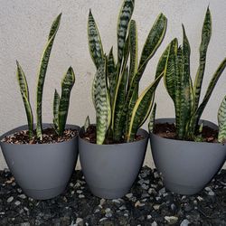 Snake Plant