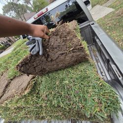 St Agustine Grass Pallets