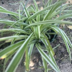 Spider Plant 