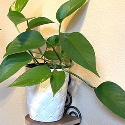 Philodendron  House Plant In Textured Ceramic Pot 5.5"H.