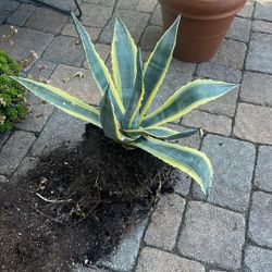 2 Agave Succulents Large 