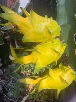 Yellow skin dragon fruit plant