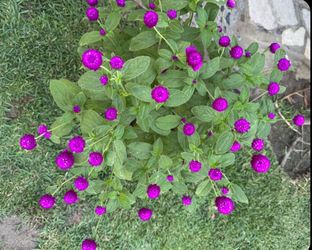 Beautiful Purple Gomphrena globosa !!!!