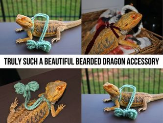 Bearded dragon accessories