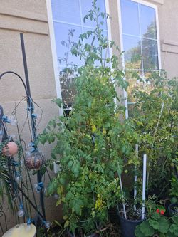 Cherry Tomato 🍅 plant almost 8ft tall