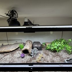 Leopard Gecko Setup , Terrarium Reptile Lizard Aquarium 