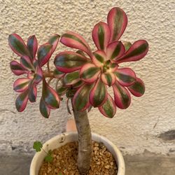 Korean Imported Succulent Plant, In 4 Inch Cerámic Pot Pick Up Only