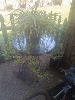Spider plant