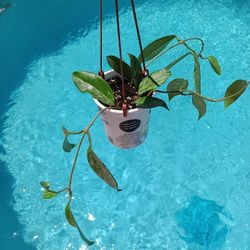 3 Publicalyx Splash Hoya Rooted In Pot $25 -Ship $9 Or Deltona Fl Pickup 