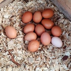 Fresh Organically Fed Chicken Eggs And Roosters With Hens