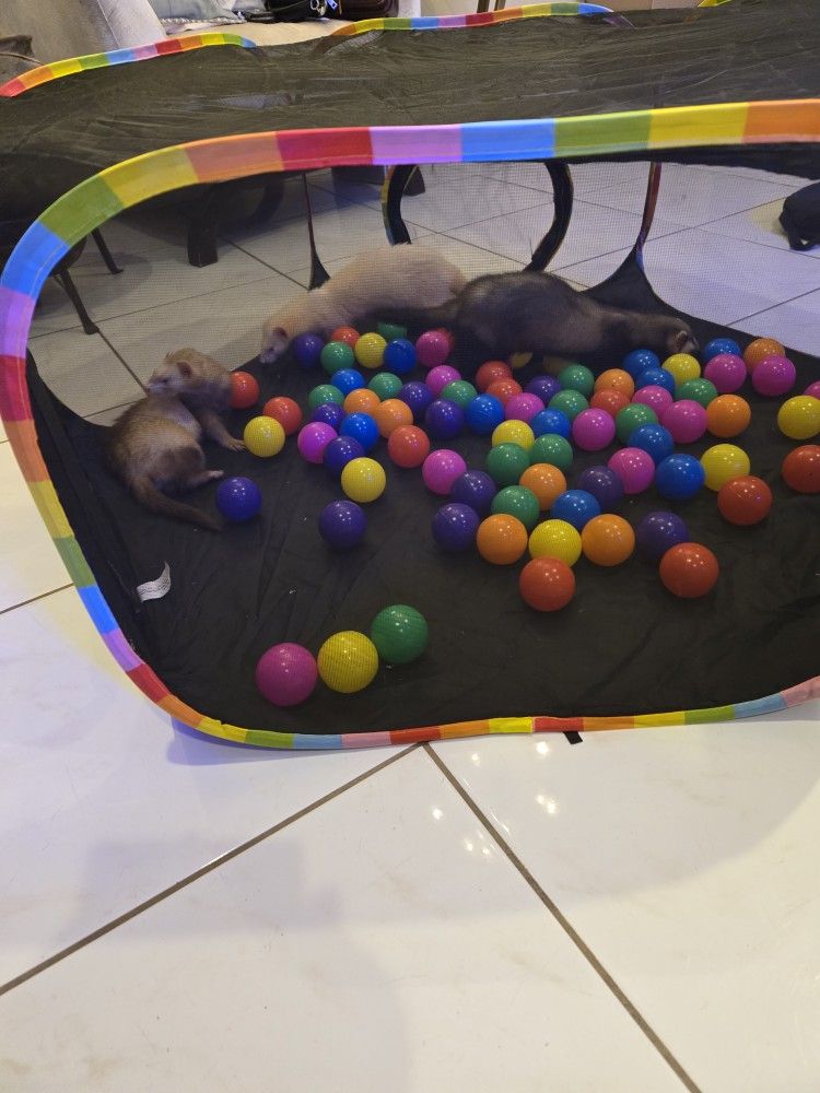 Playground for Ferrets