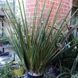 Sansevieria "RODUSTA" Succulent Life Plant. 