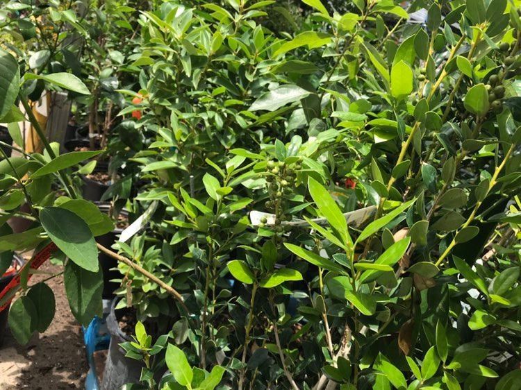 Needlepoint Holly Tree 5ft 5gallon Fully Grown