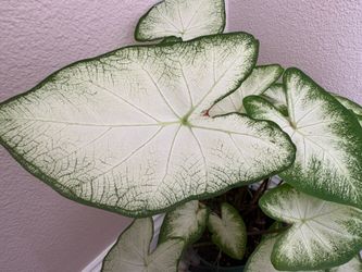 caladium
