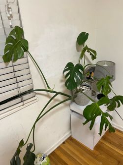Large Monstera Deliciosa Live Plant