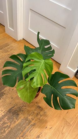 Monstera