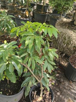 Fruit trees on Sale! From $50🥭🥑🍋‍🟩🍊🍋