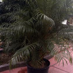 Huge Pygmy Date Palm