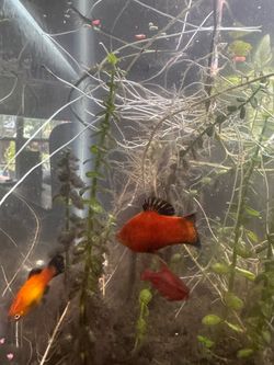 Free fish