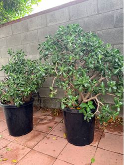 Jades trees for one price / arboles de jade