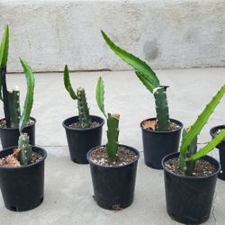 Dragon Fruit Plant