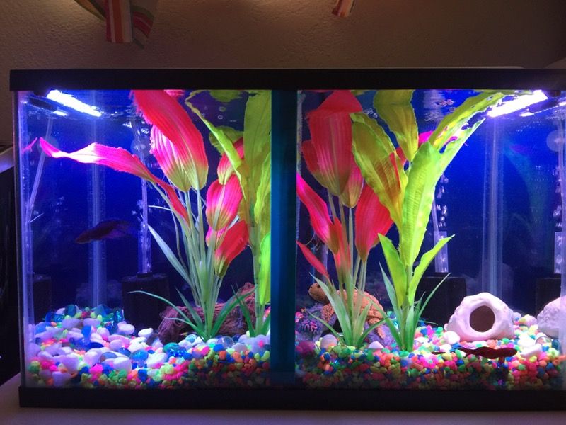 2, 10 gallon and 1, 20 aquariums with tons of stuff!