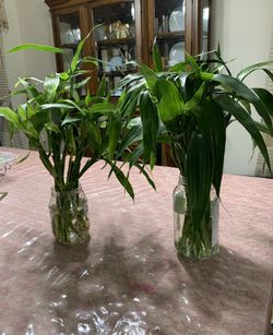 Lucky bamboo stick (2 for $5) beautiful home decor