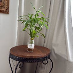Beautiful Lucky Bamboo 