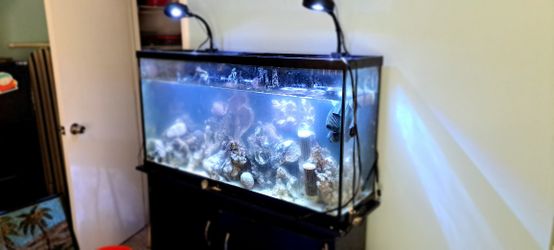 55 Gallon Fish Tank