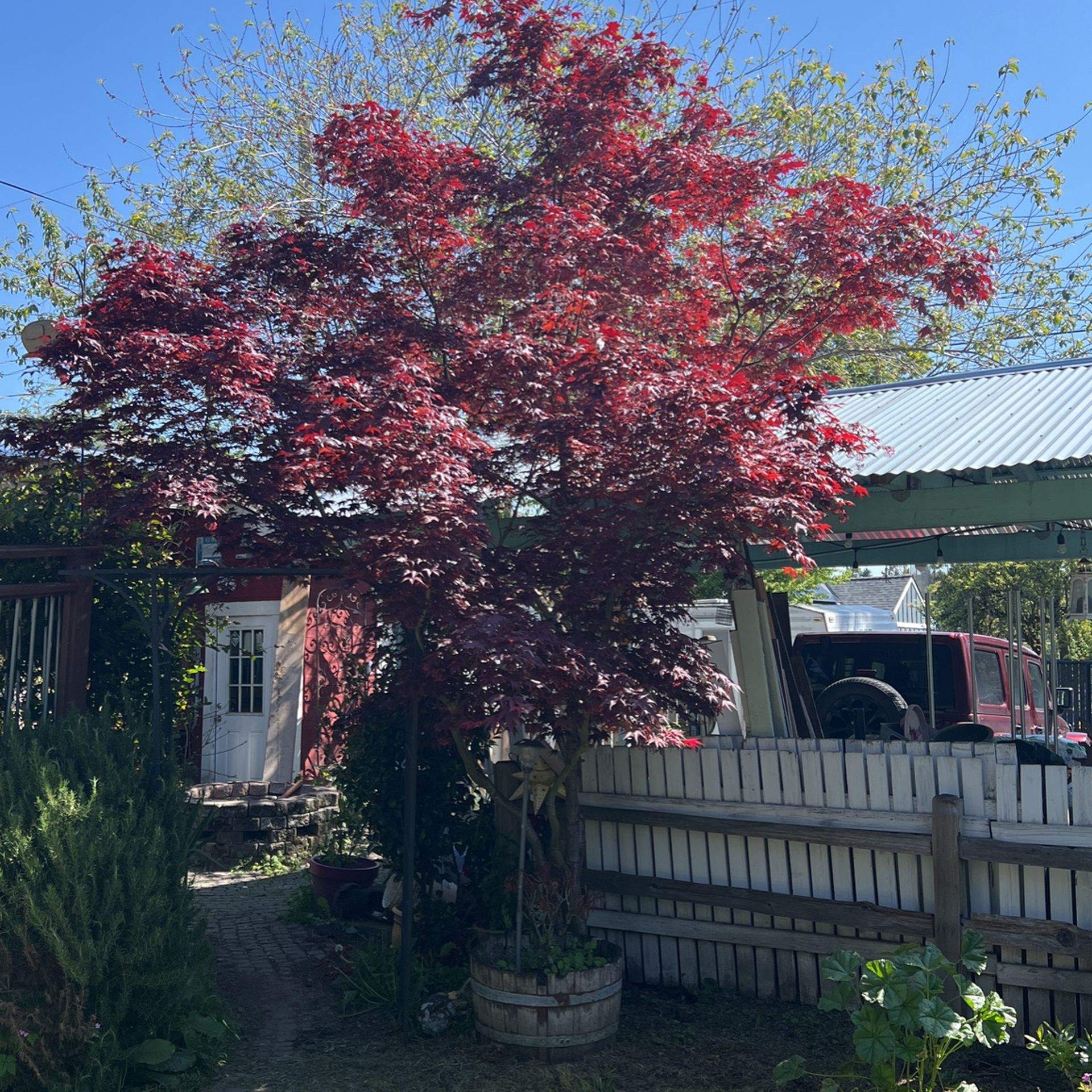 Japanese maple Tree