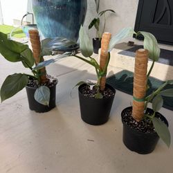 Philodendron Hastatum Silver Sword