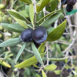 5 Gallon Size- Olive Trees- Mango Trees- Passion Fruit Vines- Persimmon Trees-  Moringa Trees- Almond Trees- Strawberry Guava Trees- Sapote Trees 