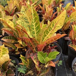 3g -7g Plants $6.50-$25 Variety Of Plants