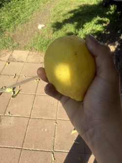 Yellow Limones For Sale