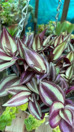 Tradescantia Zebrina