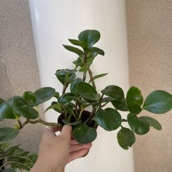 Pepperomia Plant 