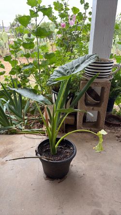 Elephant ear plant