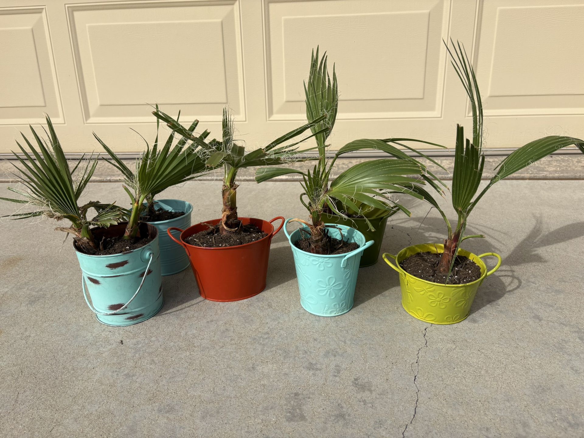 Baby Fan Palm Saplings – Ready to Plant! In Individual Pots With Food Soil Total Of 7 Saplings