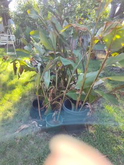 Red flour plants