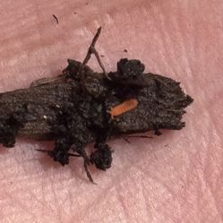 Orange springtails starter culture
