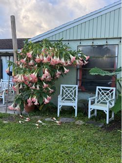 Brazil’s Pink Angel Trumpet Tree Cuttings