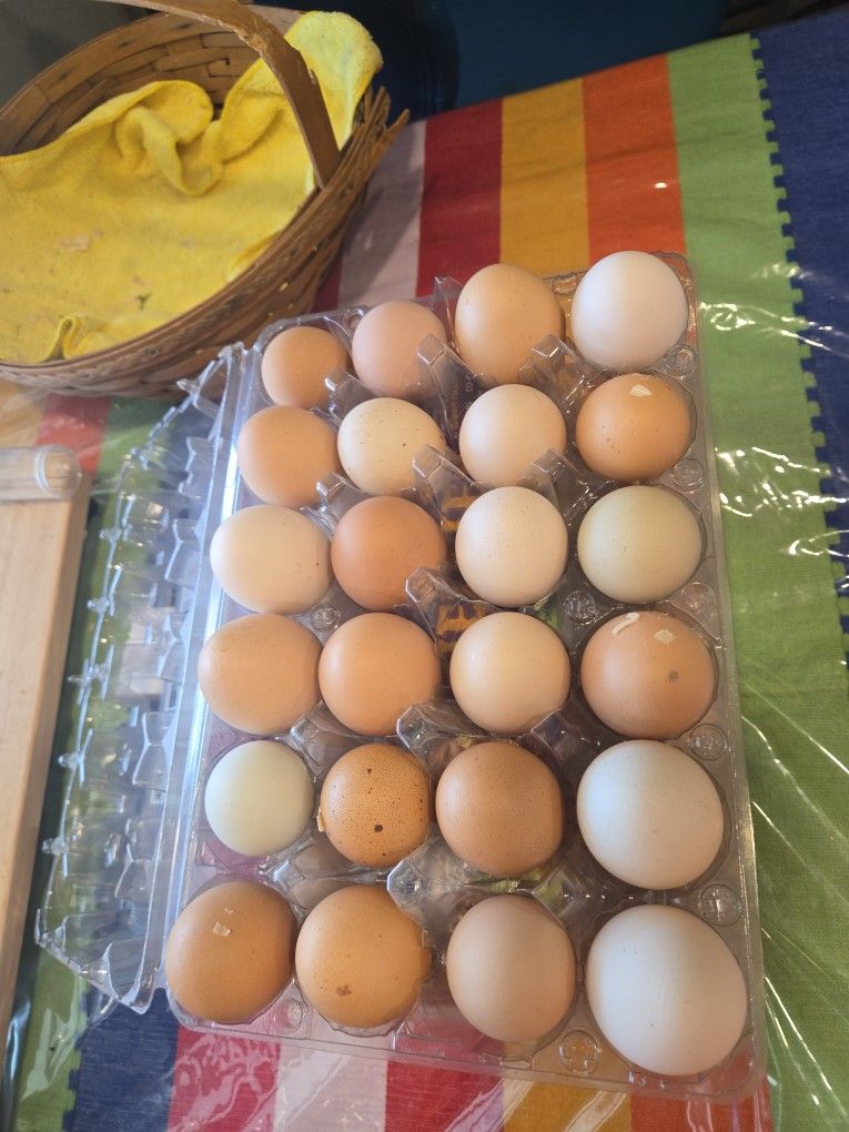 Fresh Eggs