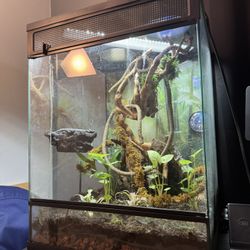 Reptile Enclosure