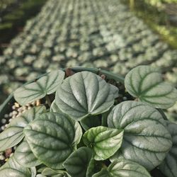 Peperomia Frost🪴 6” - Stunning Silver Shine ( Bulk & Individual)