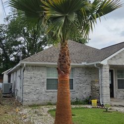 12ft Tall Palm