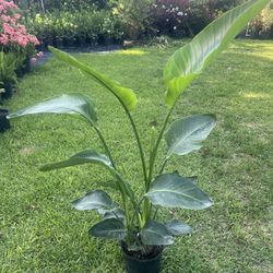 BIRD OF PARADISE PLANT Triple ( 3 gallon pot - Indoor Air Purifying) Bold, Elegant