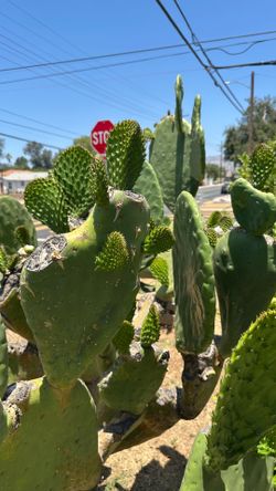 Nopales tiernos
