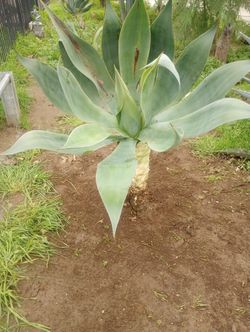 Agave
