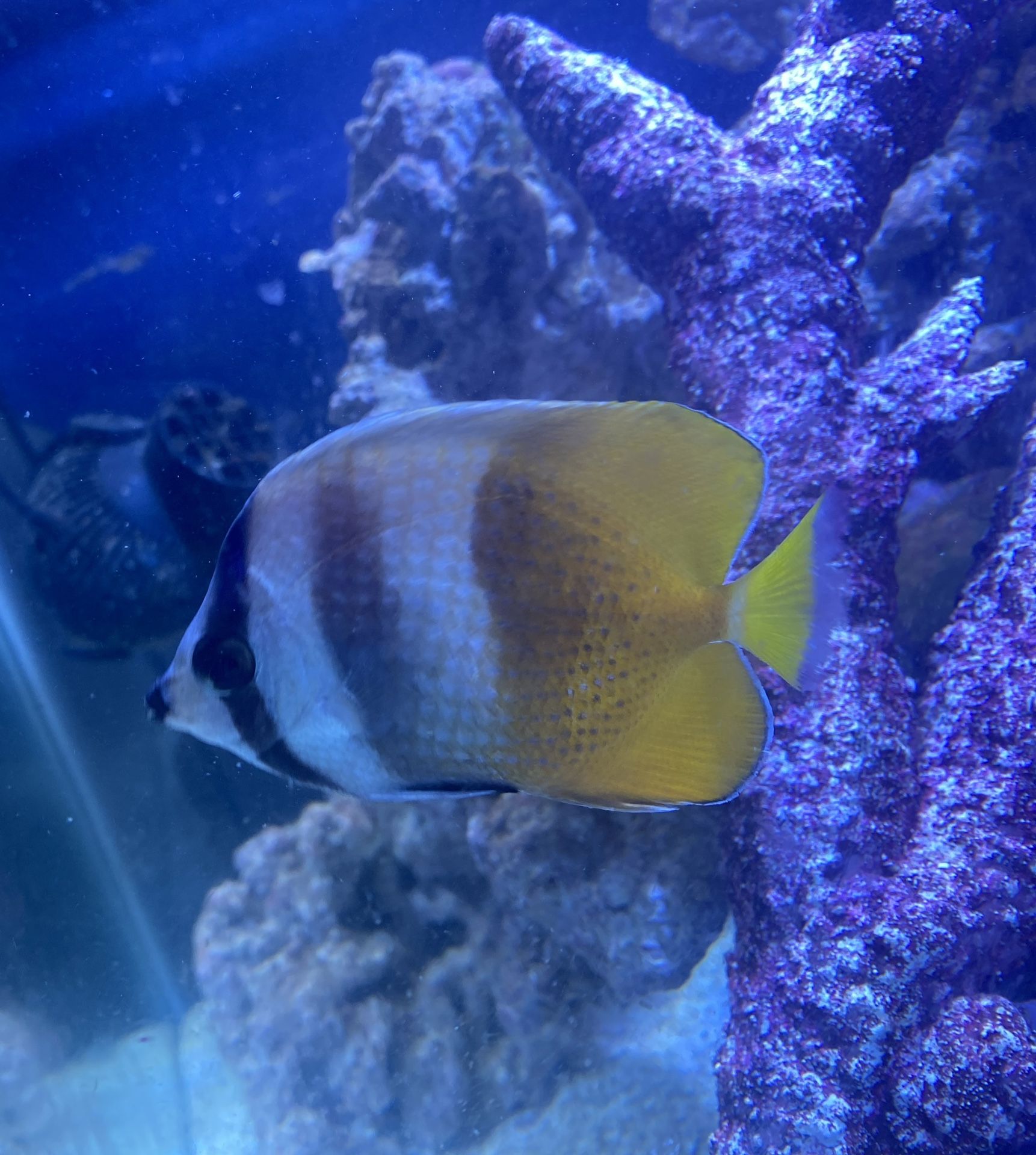Saltwater Fish kleins Butterfly for Sale in Fontana, CA OfferUp
