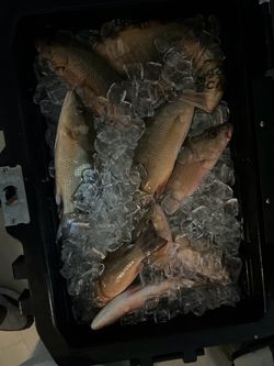 Fish/Fishing trips